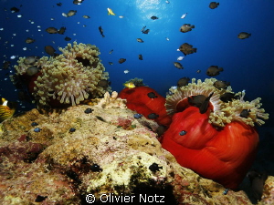 Manificient anemone as kindergarden for jung three-spot d... by Olivier Notz 